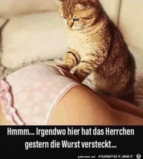 Wo hat das Herrchen die Wurst versteckt?