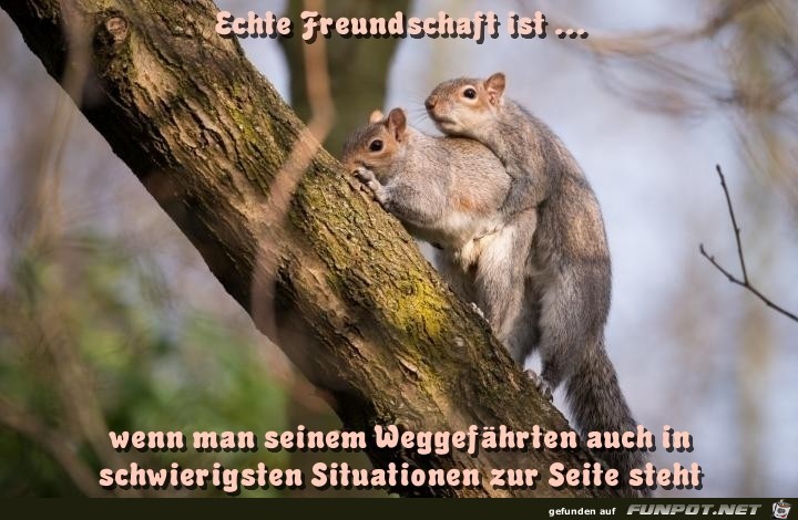 Echte Freundschaft