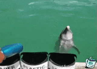 Witziger Delfin