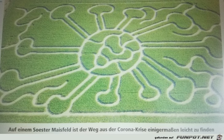 Das Coronavirus auf einem Maisfeld