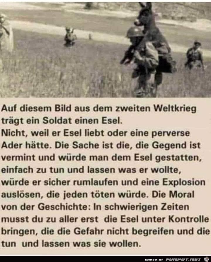 Esel Esel