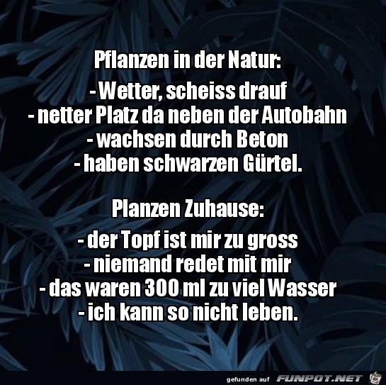 Pflanzen in der Natur und zuhause