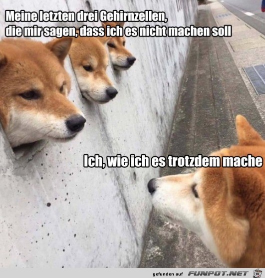 Ich mache es trotzdem