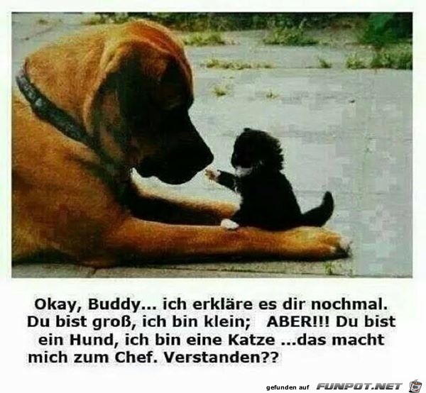 Katze ist der Chef