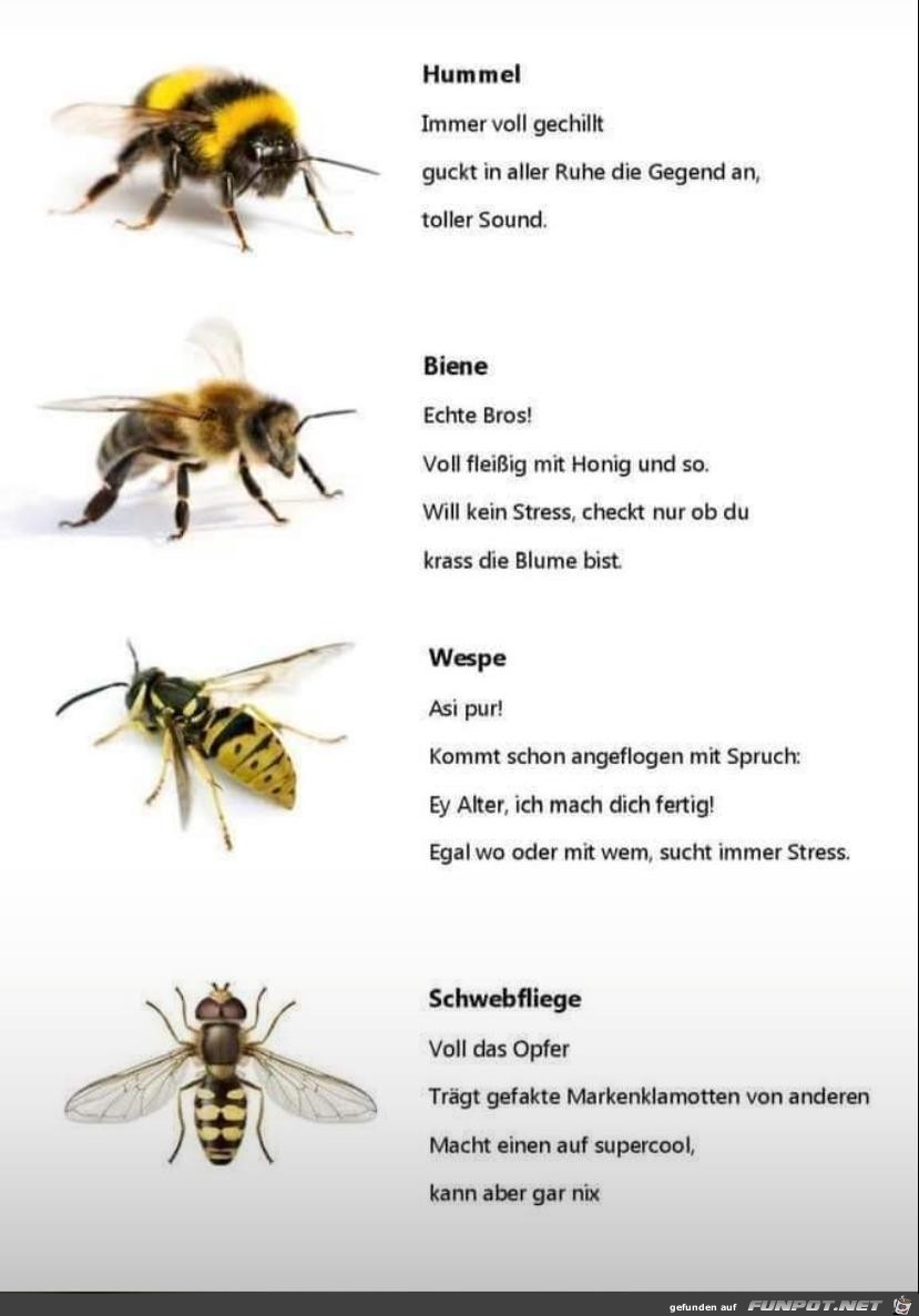 Insekten