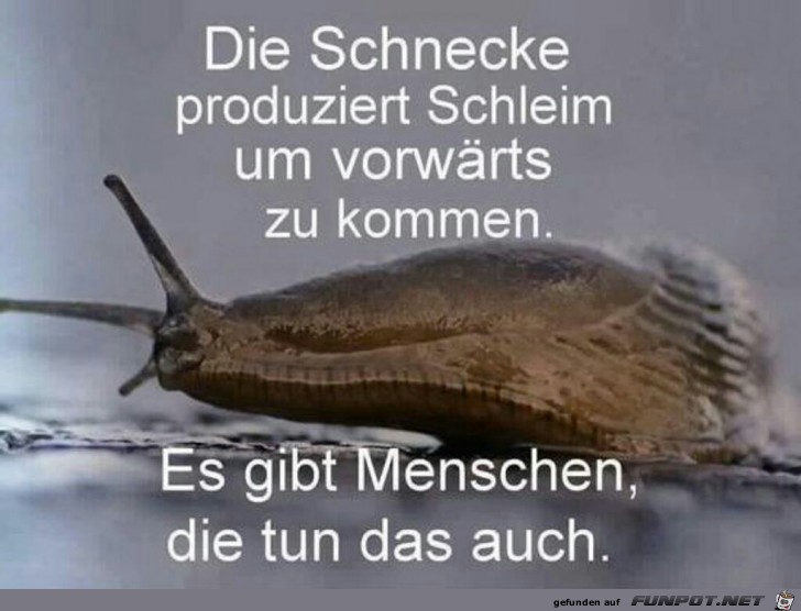 Die Schnecke produziert Schleim...