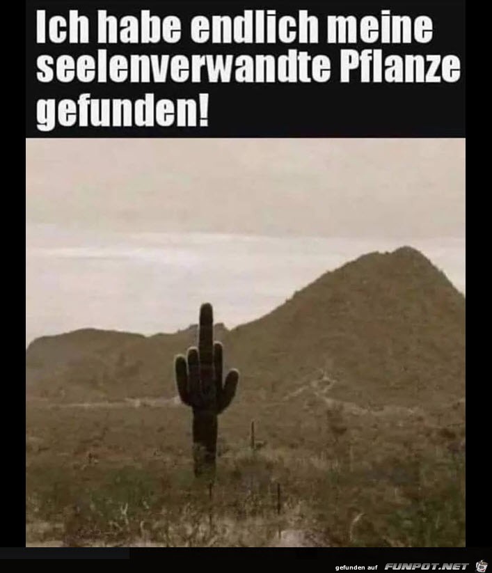 Ich habe endlich meine seelenverwandte Pflanze gefunden