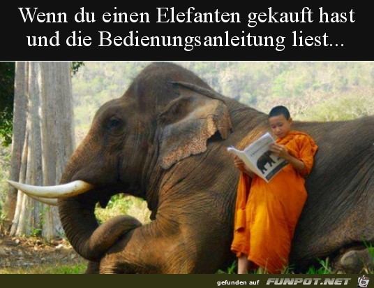 Elefant gekauft