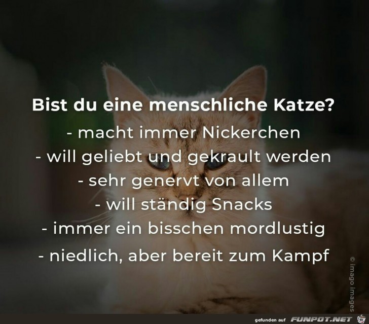 Bist du eine menschliche Katze ?