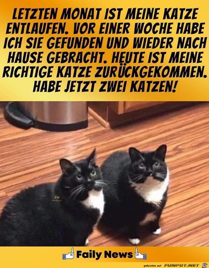 Katzen