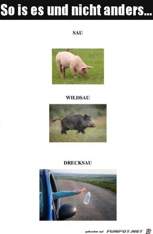 Die unterschiedlichen Schweine