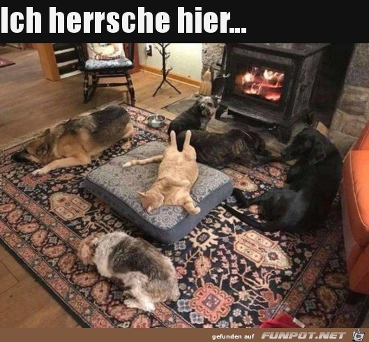 Katze ist der Chef