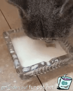Kleine Katze mit Milch verspritzt