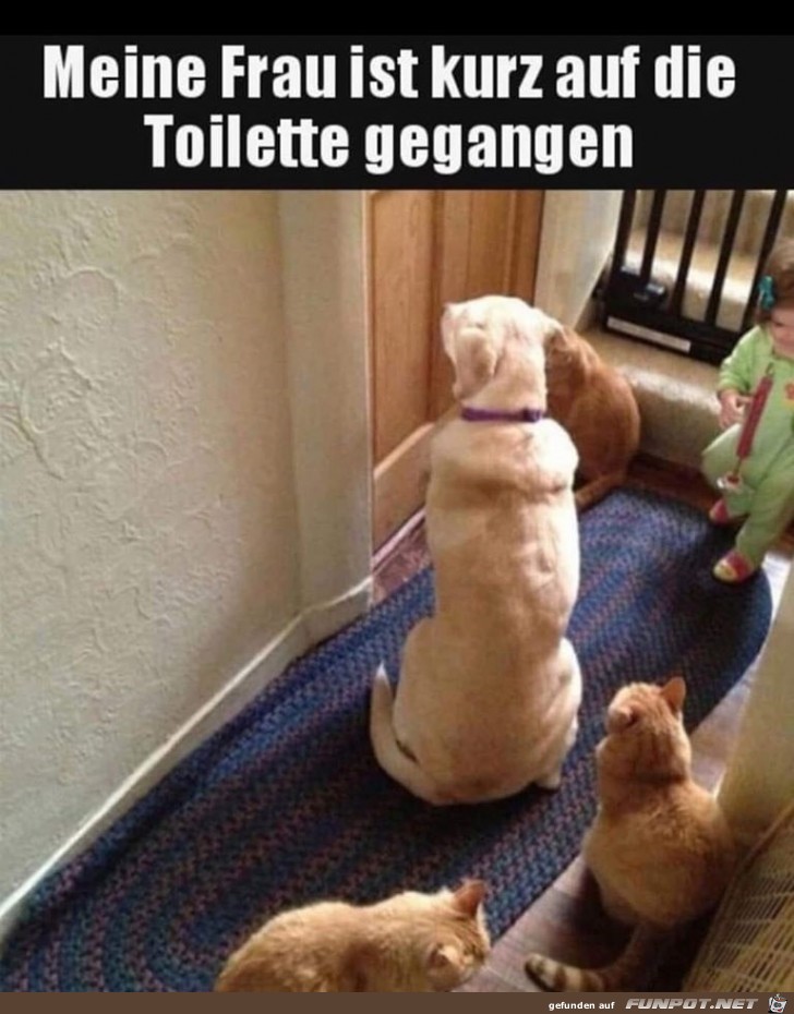 Frauchen ist kurz auf der Toilette