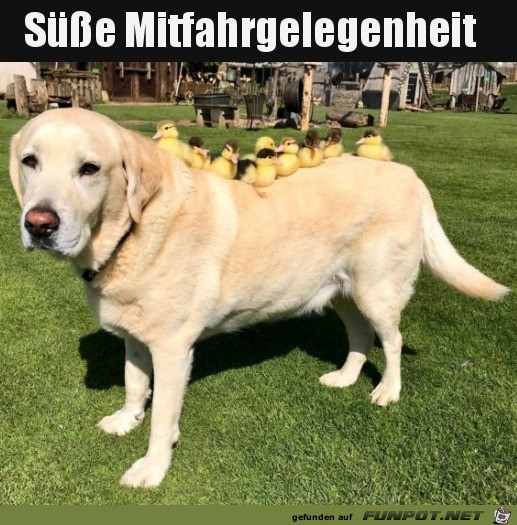 Gutes Hunde-Taxi