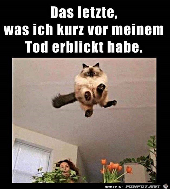 Super Katzensprung