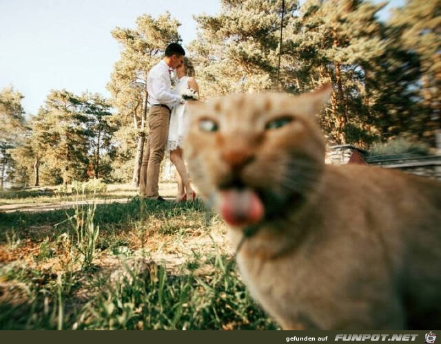 Katze verpatzt Bild