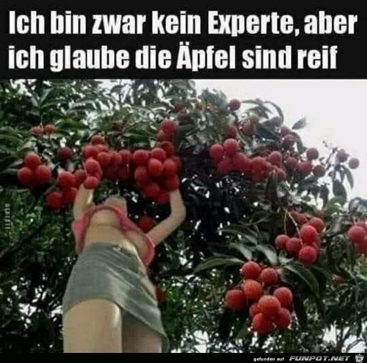 reife Aepfel