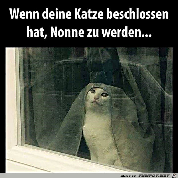 Katze wird Nonne