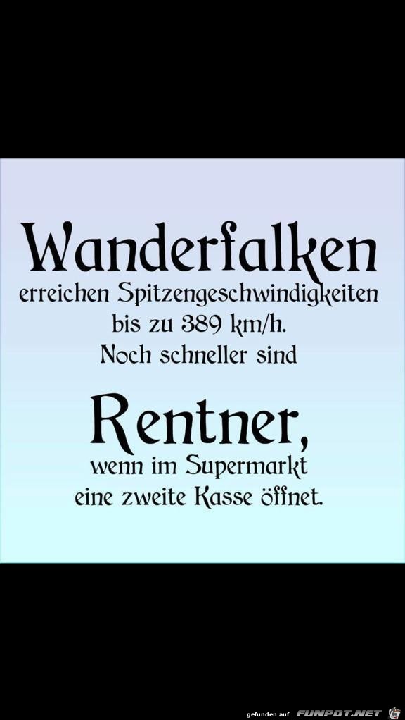 Wanderfalken