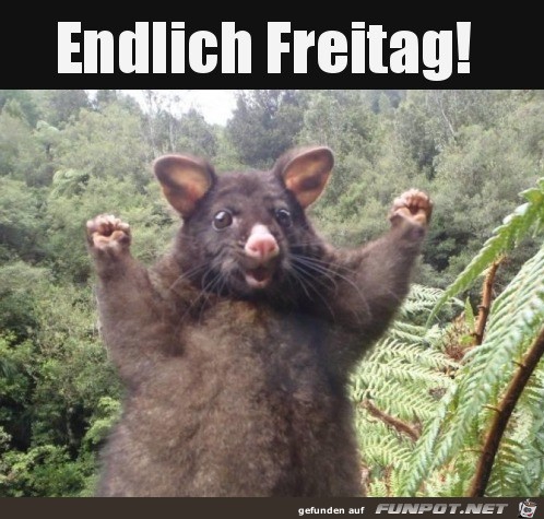 Endlich Freitag