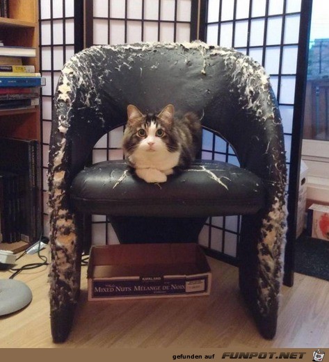 Der Katzen-Sessel