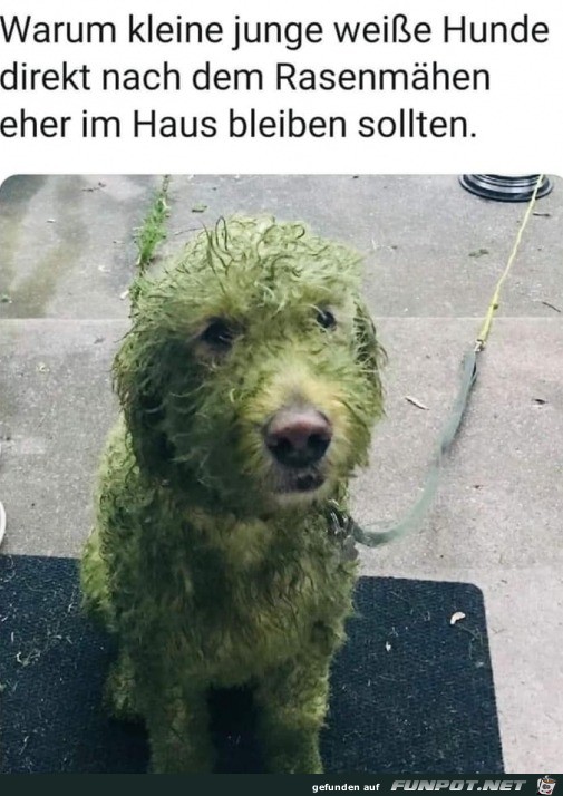 grasgrner Hund