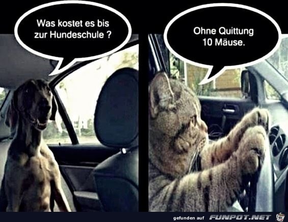 Was kostet es bis zur Hundeschule?