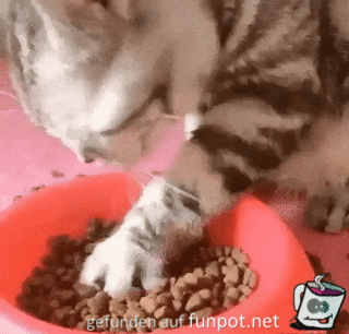 So kann Katze auch fressen