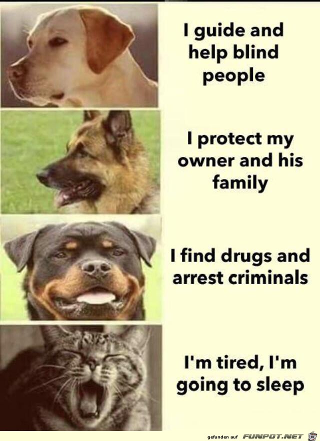 Unterschied zwischen Hund und Katze