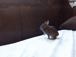 Kleiner Hase springt zu kurz