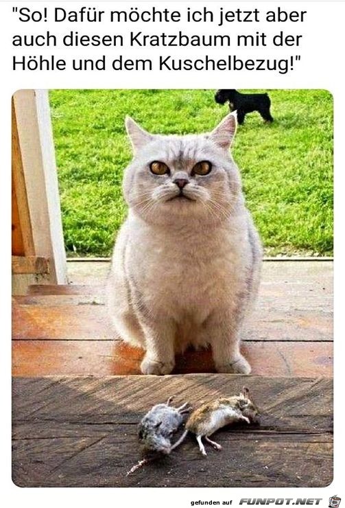 Katze - sie mal was ich dir mitgebracht habe Katze - sie mal was ich dir mitgebracht habe