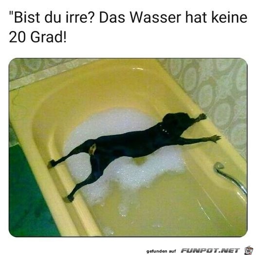 Hund mag kein kaltes Wasser