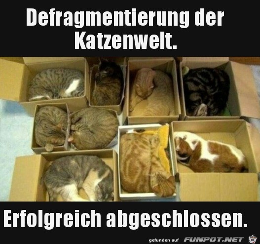 Katzen ordentlich sortiert