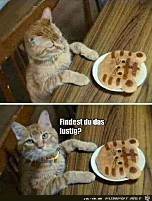 Katze sieht Katzenkeks