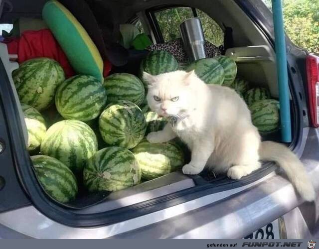 Die Melonen-Katze