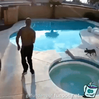 Hund rutscht ab und landet im Pool