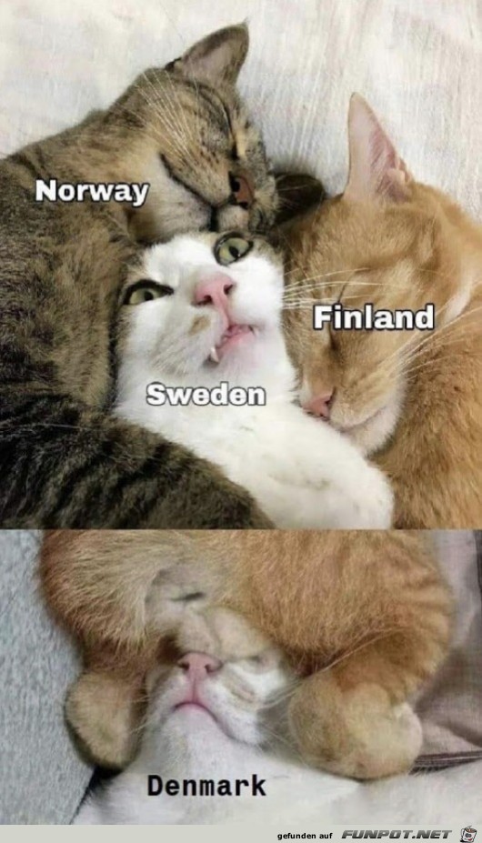 Skandinavien in Katzen gezeigt