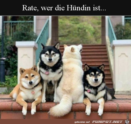 Wer ist die Hndin?