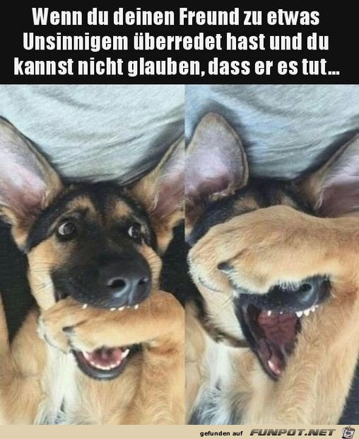 Lustiger Hund