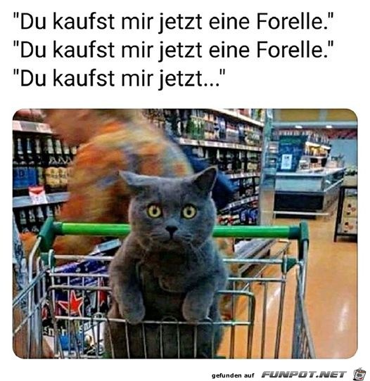 Katze will eine Forelle