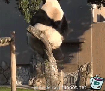 Panda ist zu schwer