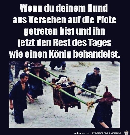 Wenn Du Deinem Hund...