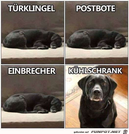 Hunde...