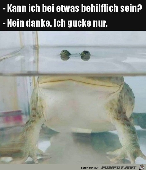 Ich gucke nur