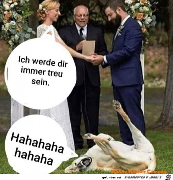 Da lachen ja die Hunde