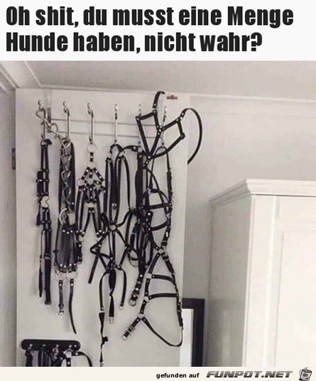 Du musst eine Menge Hunde haben