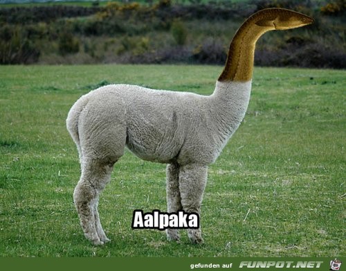 Ein Aalpaka