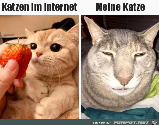 Katzen im Internet