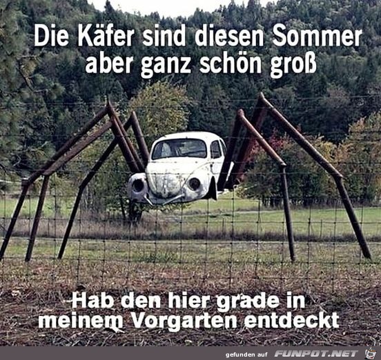 Groe Kfer diesen Sommer